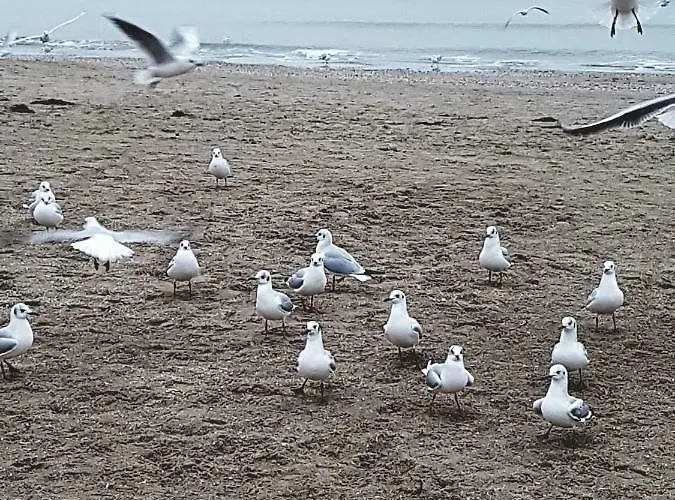 Gæstehus гостьовий дім, приватний сектор